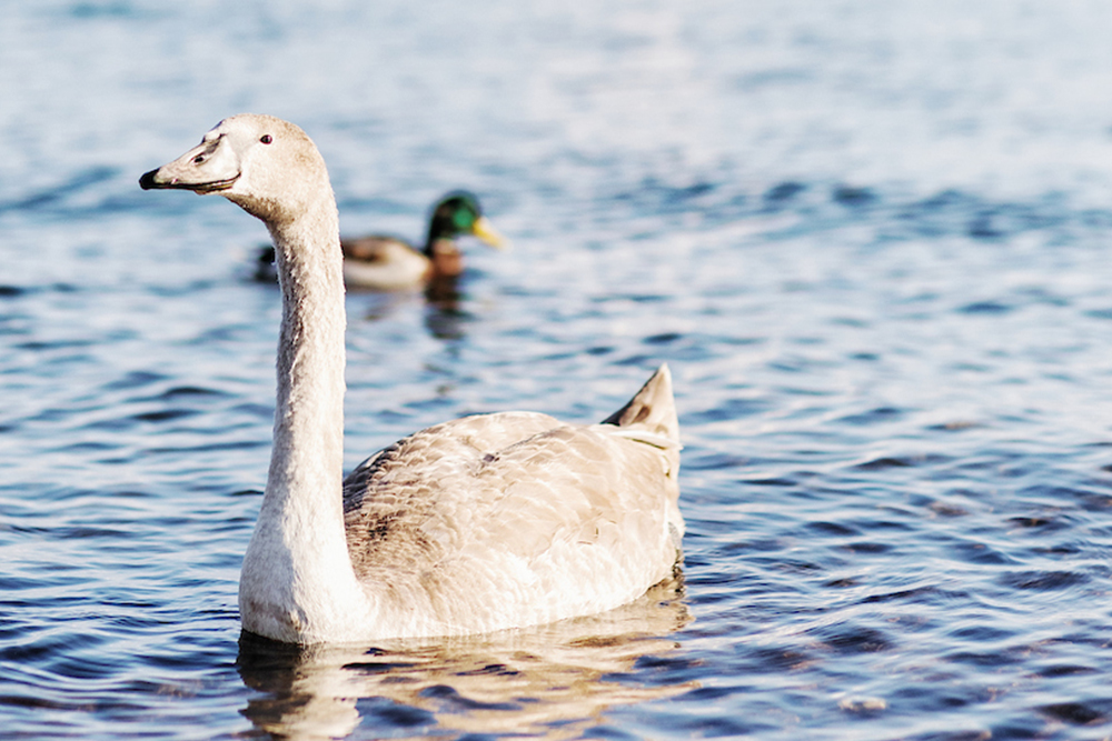 A white swan swims on the calm waters of Lake Constance, with a duck in the background.
