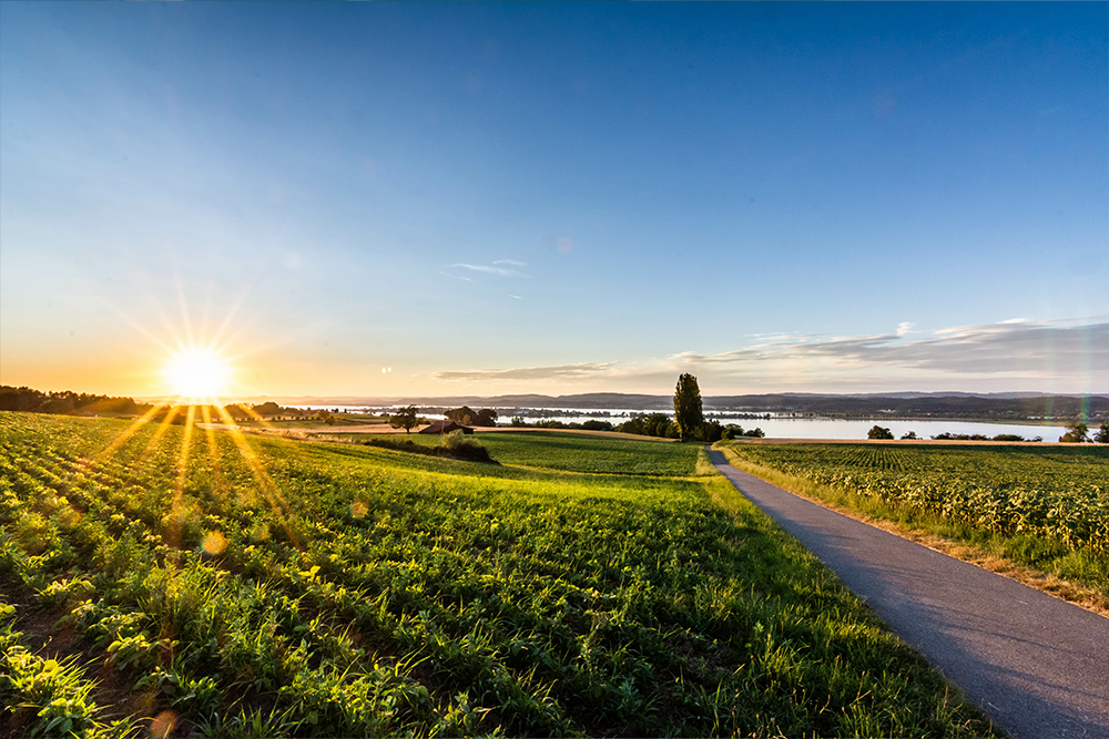Rural path through green fields at sunset with a view of Lake Constance.