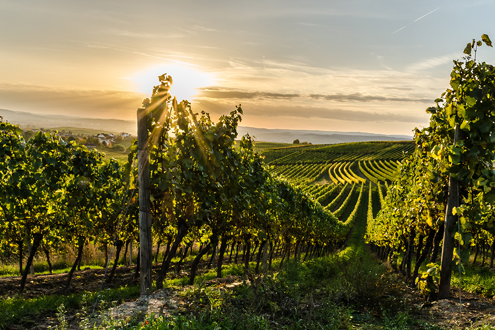 Sunset over a vineyard with long rows of vines and golden light in a hilly landscape.