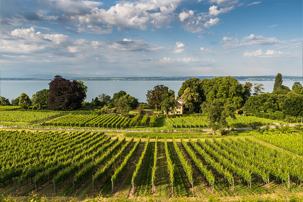 Vineyards on Lake Constance with green rows of vines, trees and sweeping views over the lake.