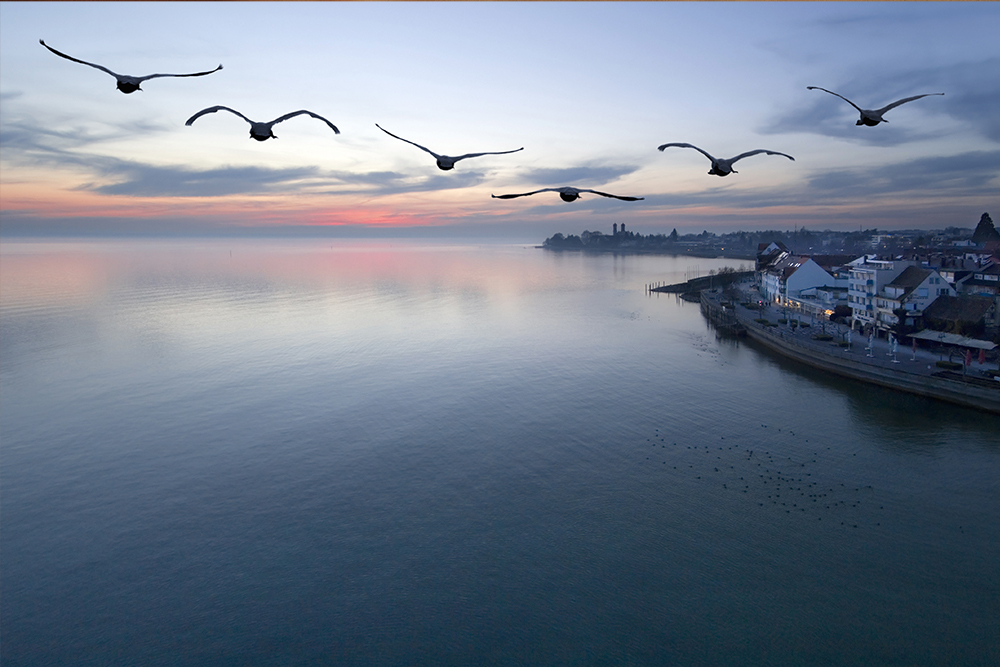 Sunrise over Lake Constance with birds in a wintry atmosphere